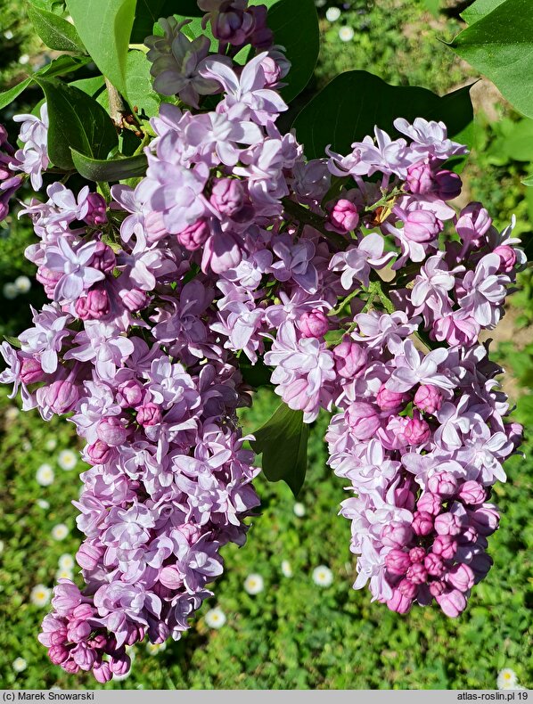 Syringa vulgaris Reamur