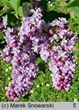 Syringa vulgaris Reamur