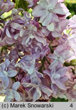 Syringa vulgaris Reamur