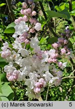 Syringa vulgaris Krasawica Moskwy