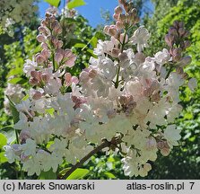 Syringa vulgaris Krasawica Moskwy