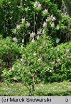 Syringa vulgaris Krasawica Moskwy