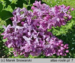 Syringa vulgaris Generał Pershing