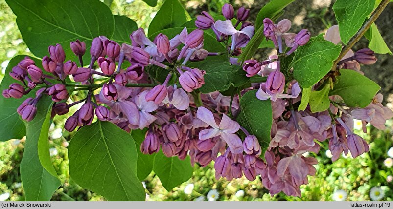 Syringa vulgaris Generał Pershing