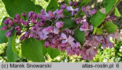 Syringa vulgaris Generał Pershing