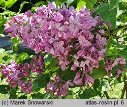 Syringa vulgaris Generał Pershing