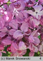 Syringa vulgaris Generał Pershing