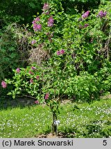 Syringa vulgaris Sensation