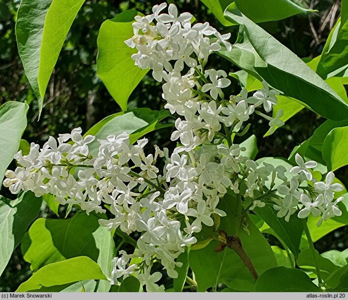 Syringa vulgaris Mme. Lemoine