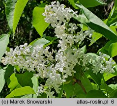 Syringa vulgaris Mme. Lemoine