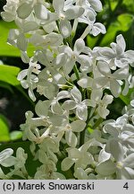 Syringa vulgaris Mme. Lemoine