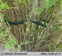 Platycladus orientalis Sieboldii