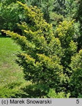 Taxus baccata Semperaurea