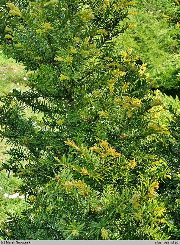 Taxus baccata Semperaurea