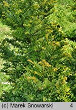 Taxus baccata Semperaurea