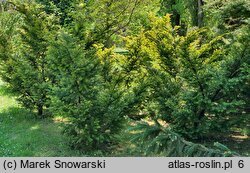 Taxus baccata Semperaurea