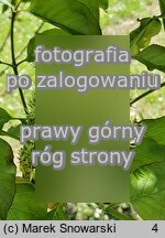 Fraxinus ornus (jesion mannowy)