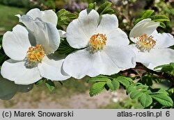 Rosa sericea (róża czteropłatkowa)