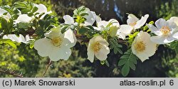 Rosa sericea (róża czteropłatkowa)