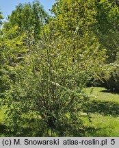 Rosa sericea (róża czteropłatkowa)