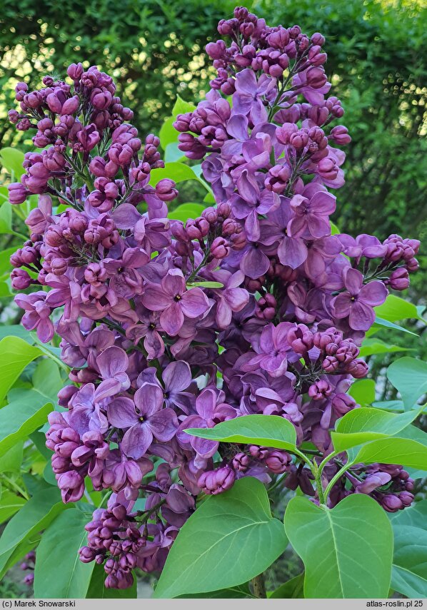 Syringa vulgaris Massena