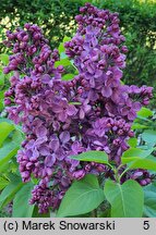 Syringa vulgaris Massena