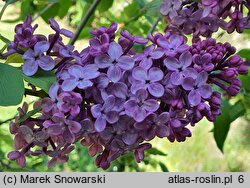 Syringa vulgaris Hugo de Vries