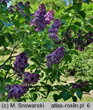 Syringa vulgaris Hugo de Vries