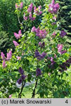 Syringa vulgaris Hugo de Vries