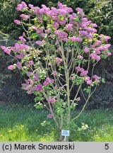 Syringa vulgaris Leonid Leonow