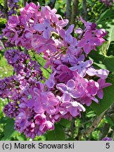 Syringa vulgaris Leonid Leonow