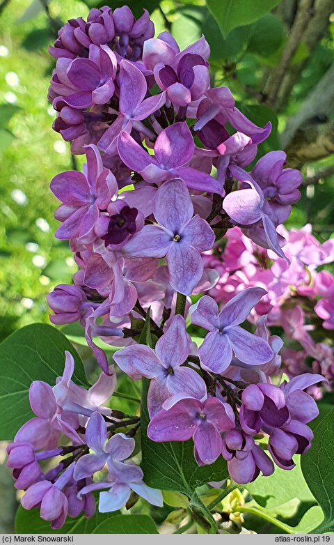 Syringa vulgaris Leonid Leonow