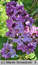 Syringa vulgaris Leonid Leonow