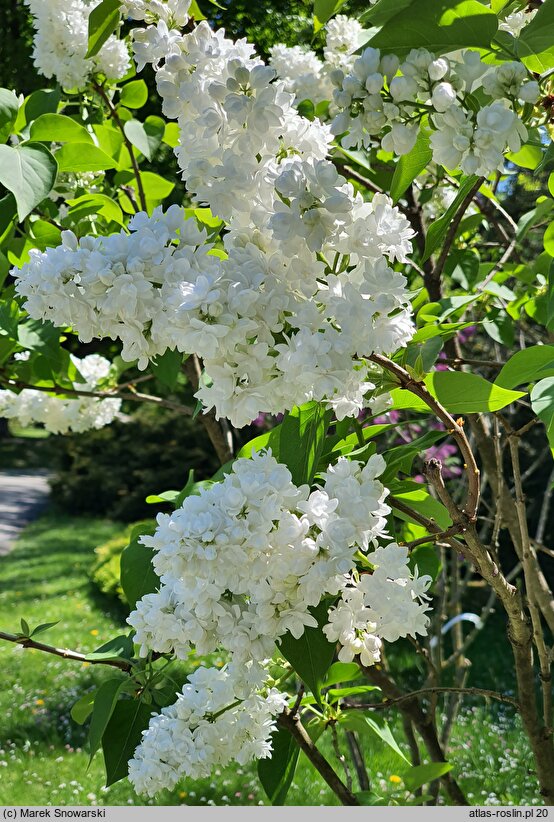 Syringa vulgaris Souvenir d'Alice Harding