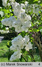 Syringa vulgaris Souvenir d'Alice Harding