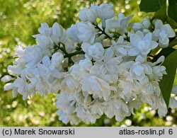 Syringa vulgaris Souvenir d'Alice Harding