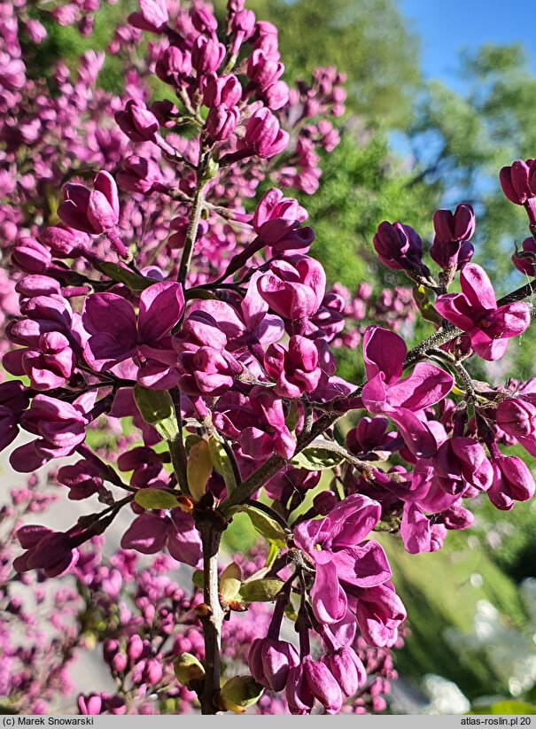 Syringa vulgaris Kardynał