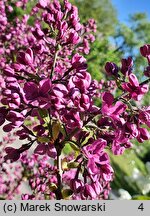 Syringa vulgaris Kardynał