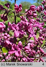 Syringa vulgaris Kardynał