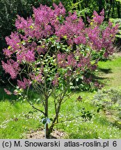 Syringa vulgaris Kardynał