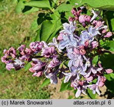 Syringa vulgaris President Grevy