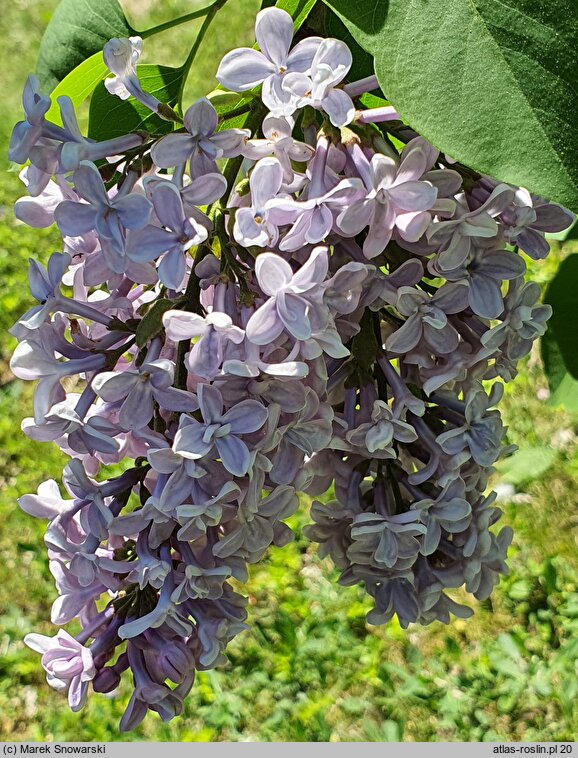 Syringa vulgaris President Grevy