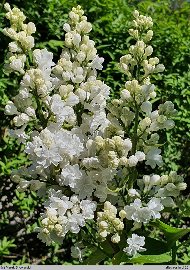 Syringa vulgaris Miss Ellen Willmott