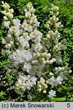 Syringa vulgaris Miss Ellen Willmott