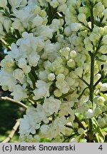 Syringa vulgaris Miss Ellen Willmott