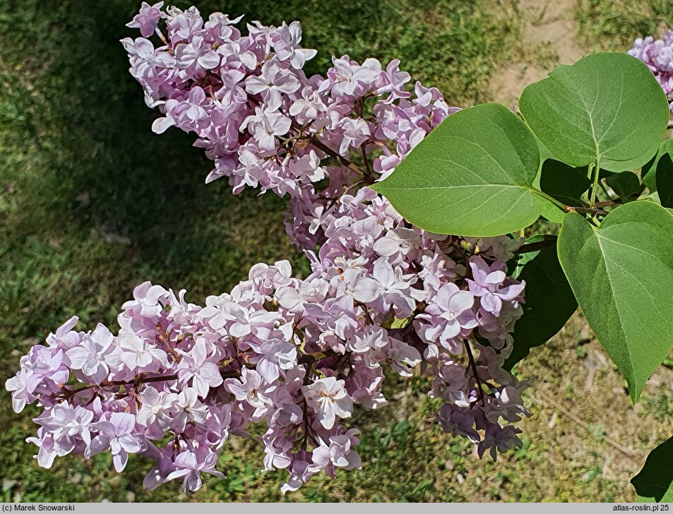 Syringa vulgaris Vauban