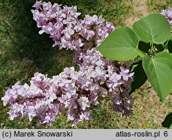 Syringa vulgaris Vauban