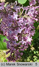 Syringa vulgaris Vauban