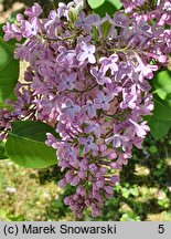 Syringa vulgaris Vauban