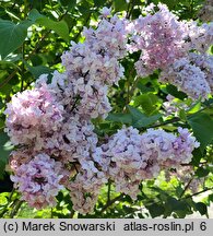 Syringa vulgaris Vauban